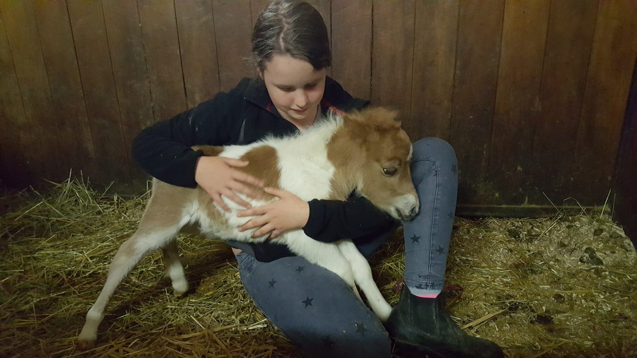 Mini Shetty Fohlen Bijou vom Postgut - Landhotel Postgut - Skihotel